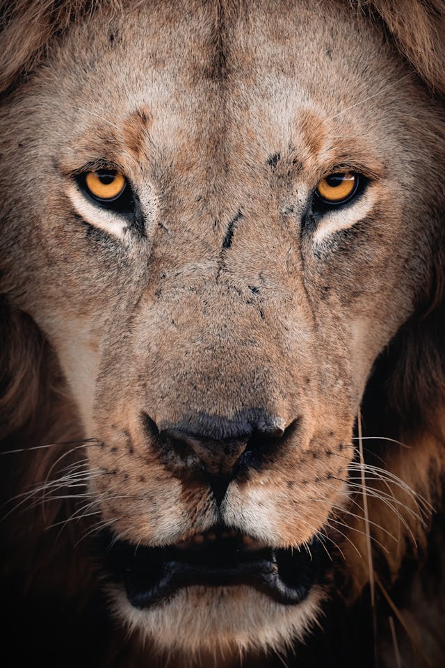 Safari
